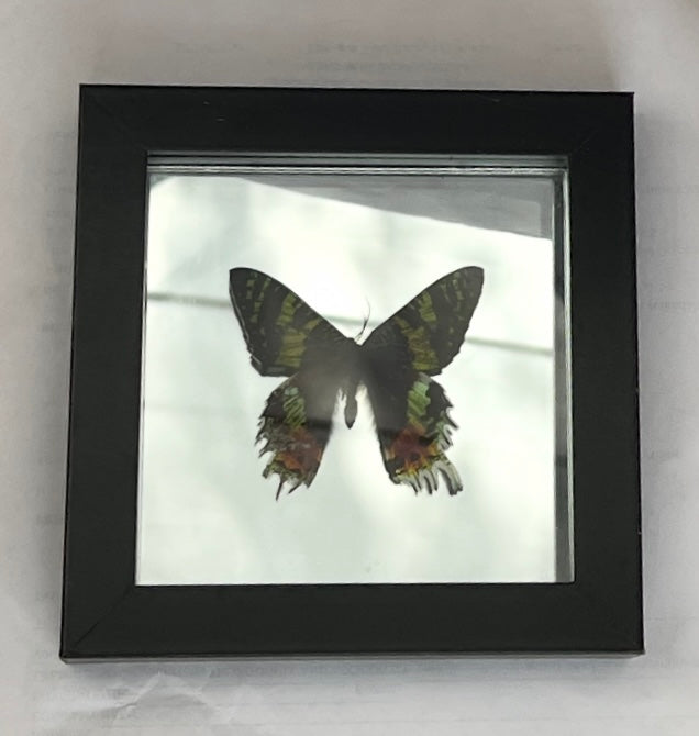 Sunset Moth