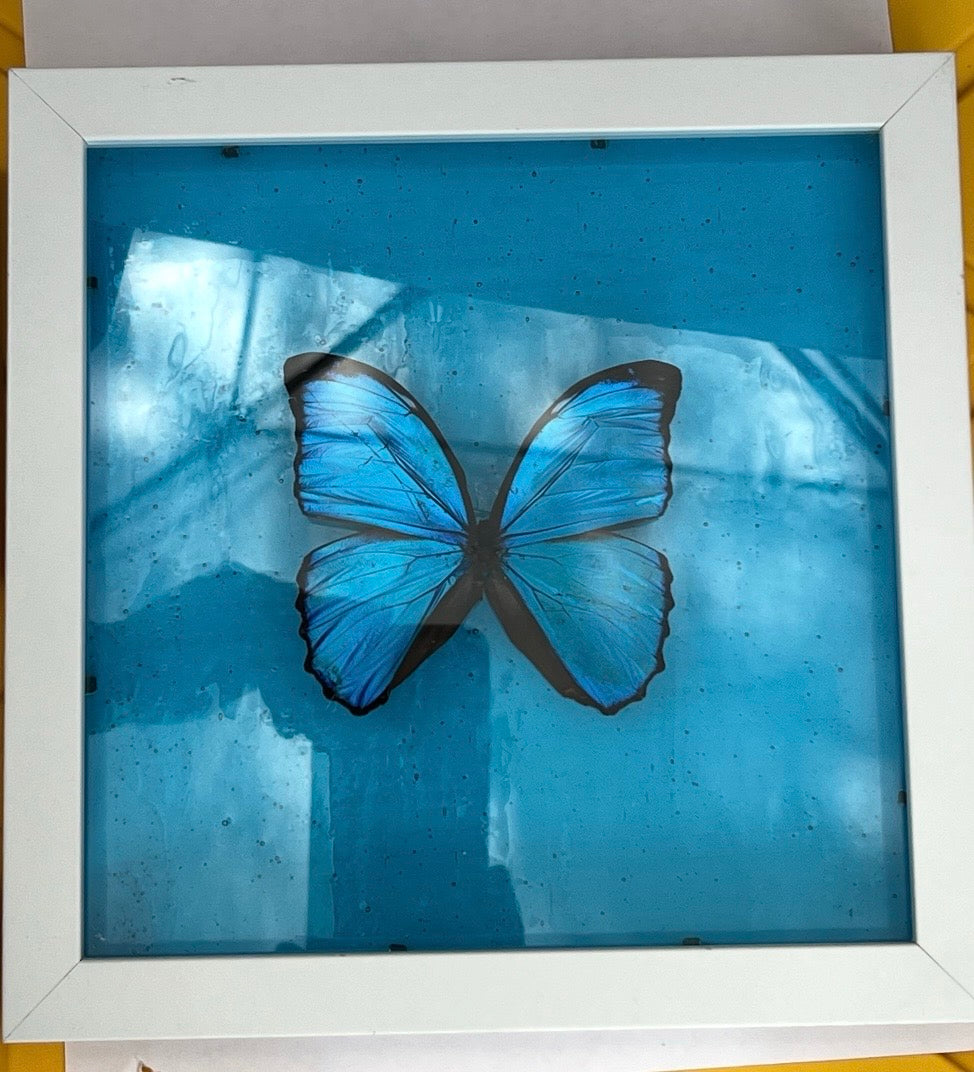 blue morpho