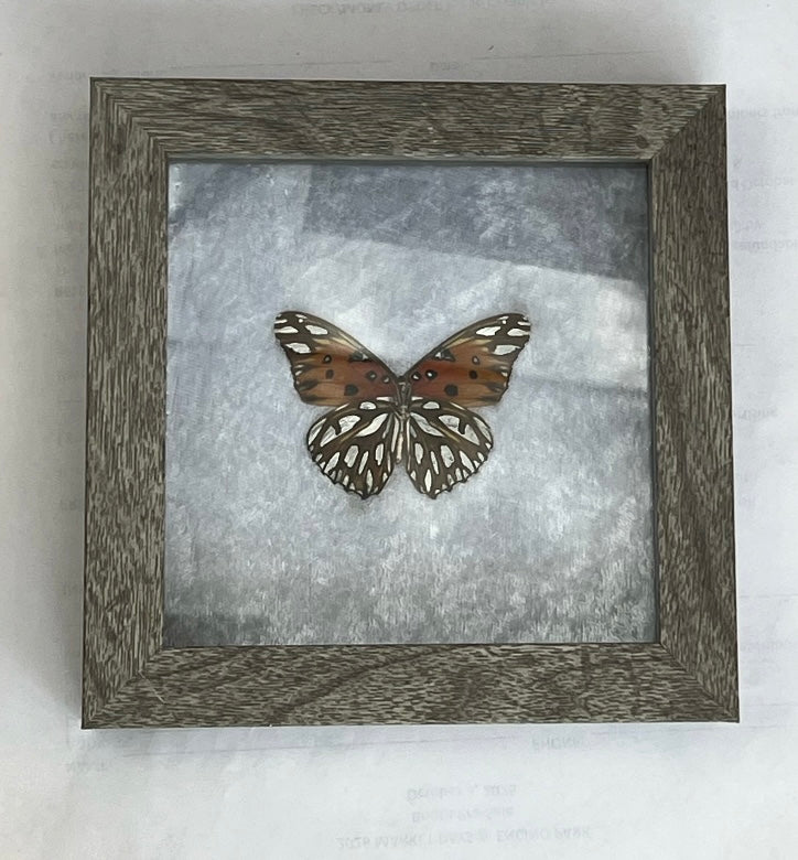 Agraulis Vanillae Nigrior Butterfly