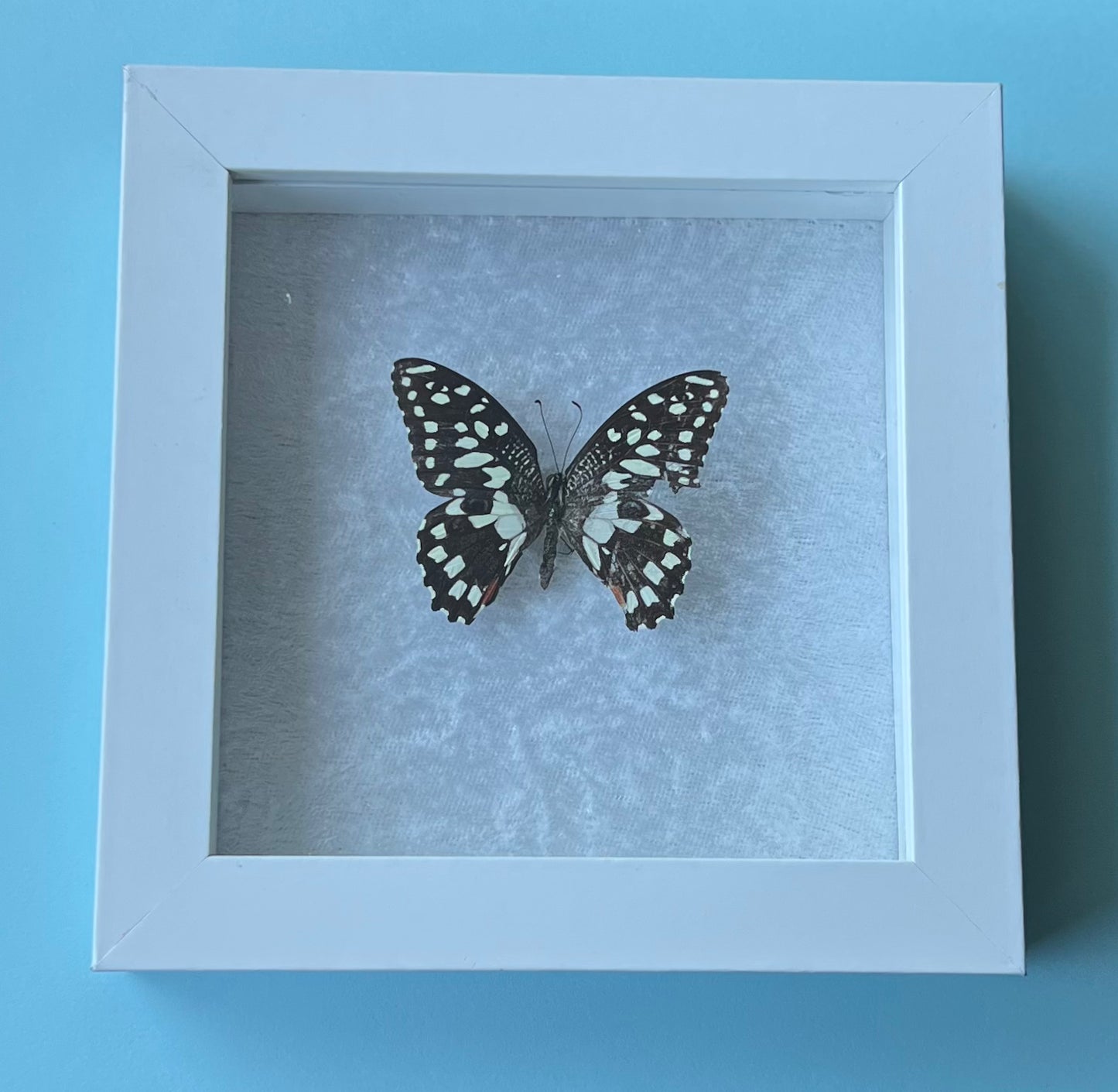 Papilio Demoleus Butterfly