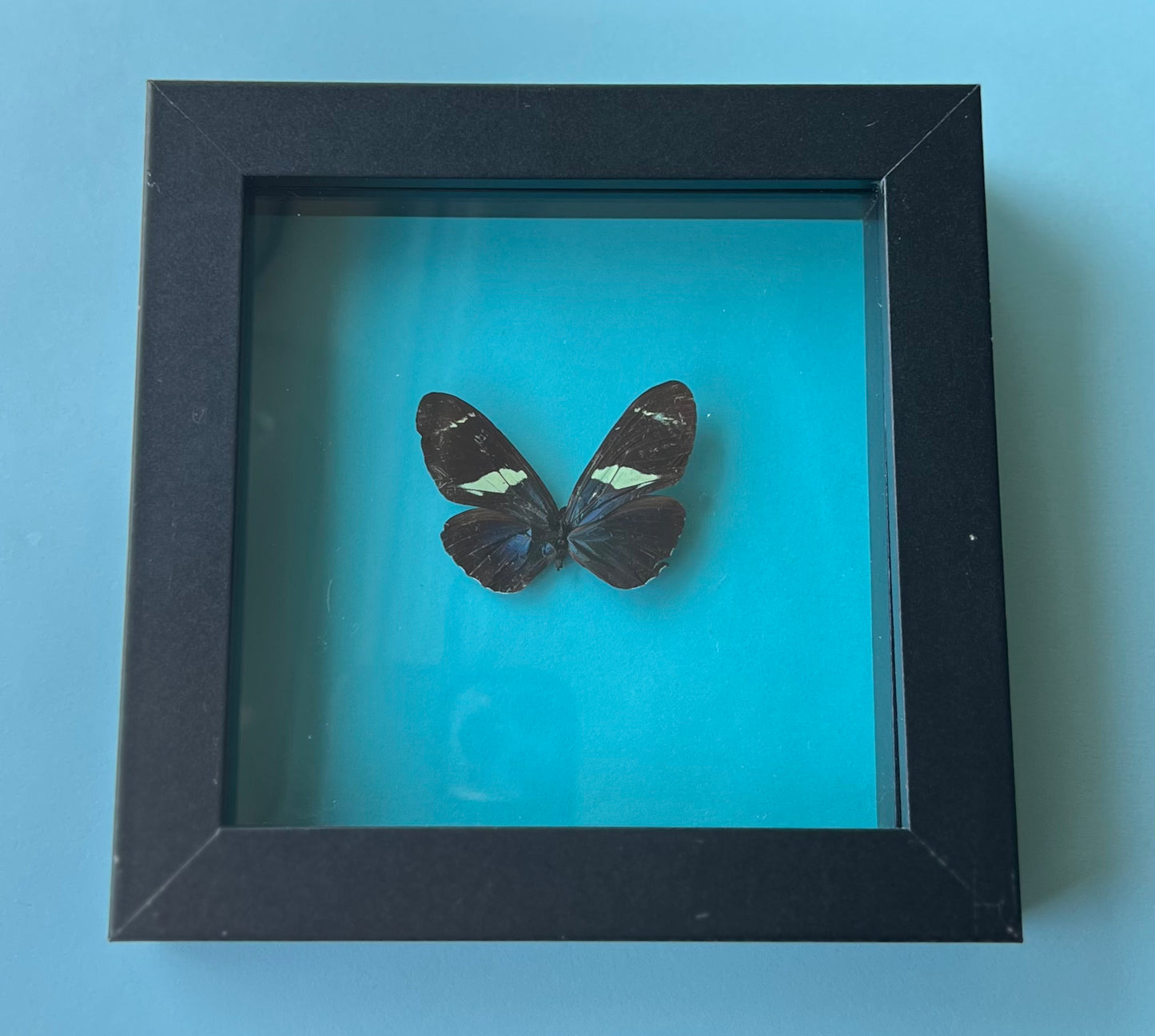 Heliconius Wallacei Wallacei Butterfly