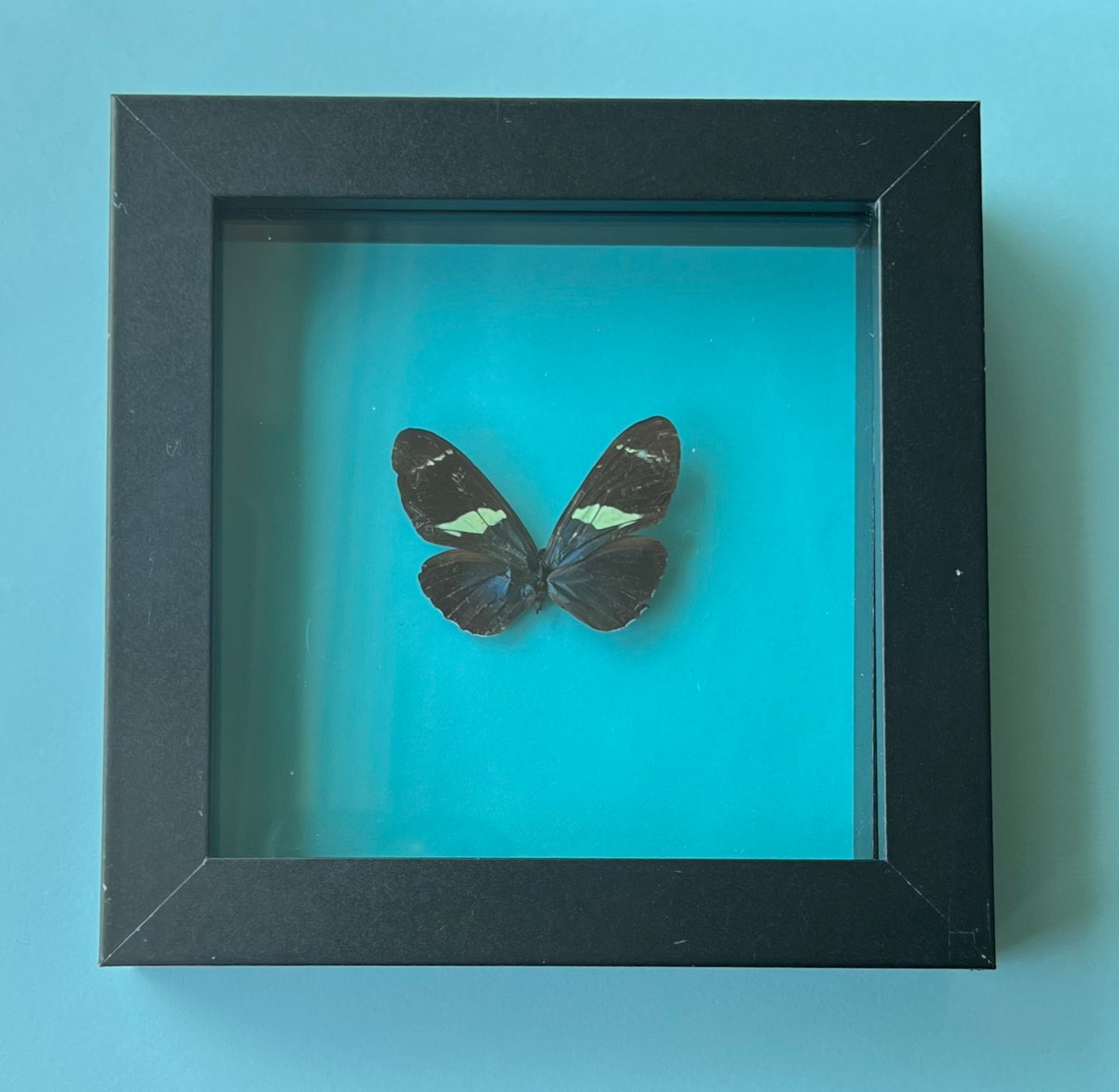Heliconius Wallacei Wallacei Butterfly