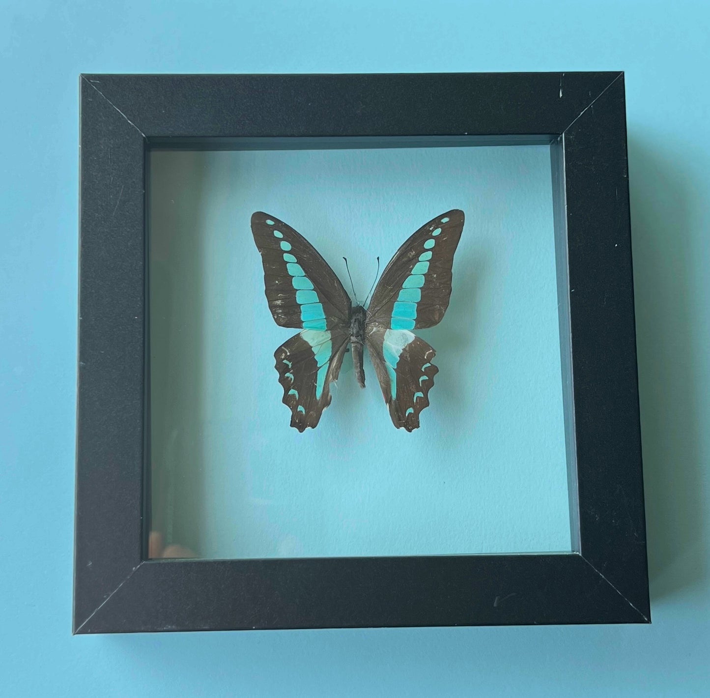 Graphium sarpedon Butterfly