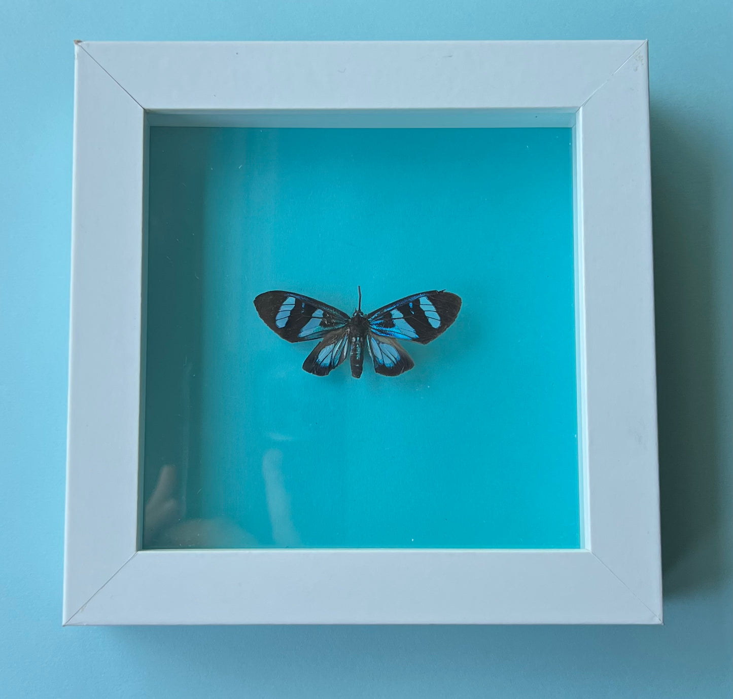 Hypocrita Plagifera Butterfly