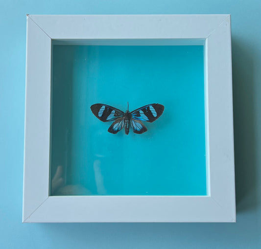 Hypocrita Plagifera Butterfly