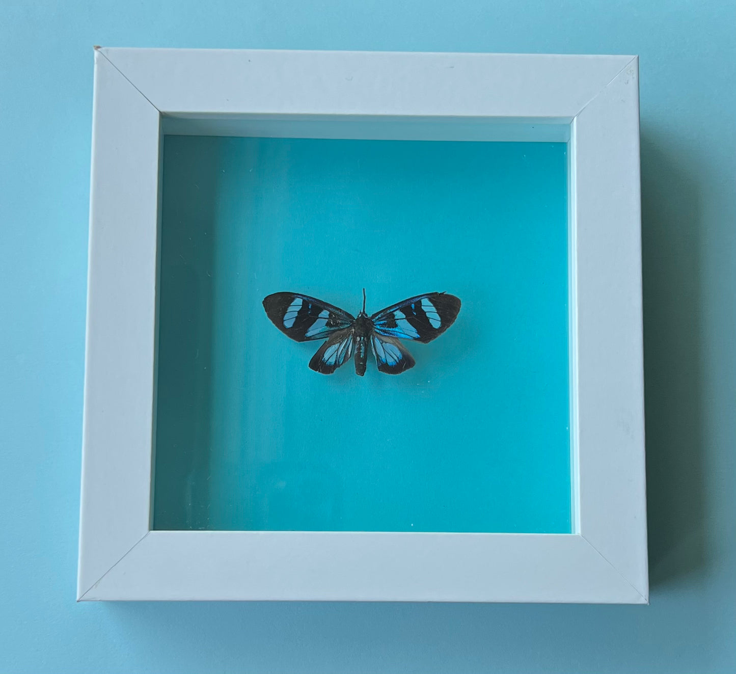 Hypocrita Plagifera Butterfly