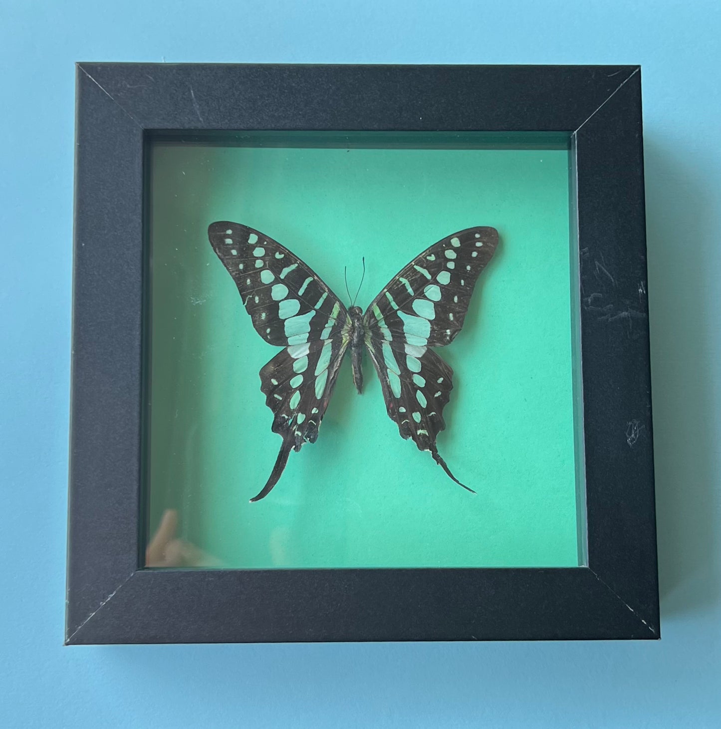 Graphium Policenes Butterfly