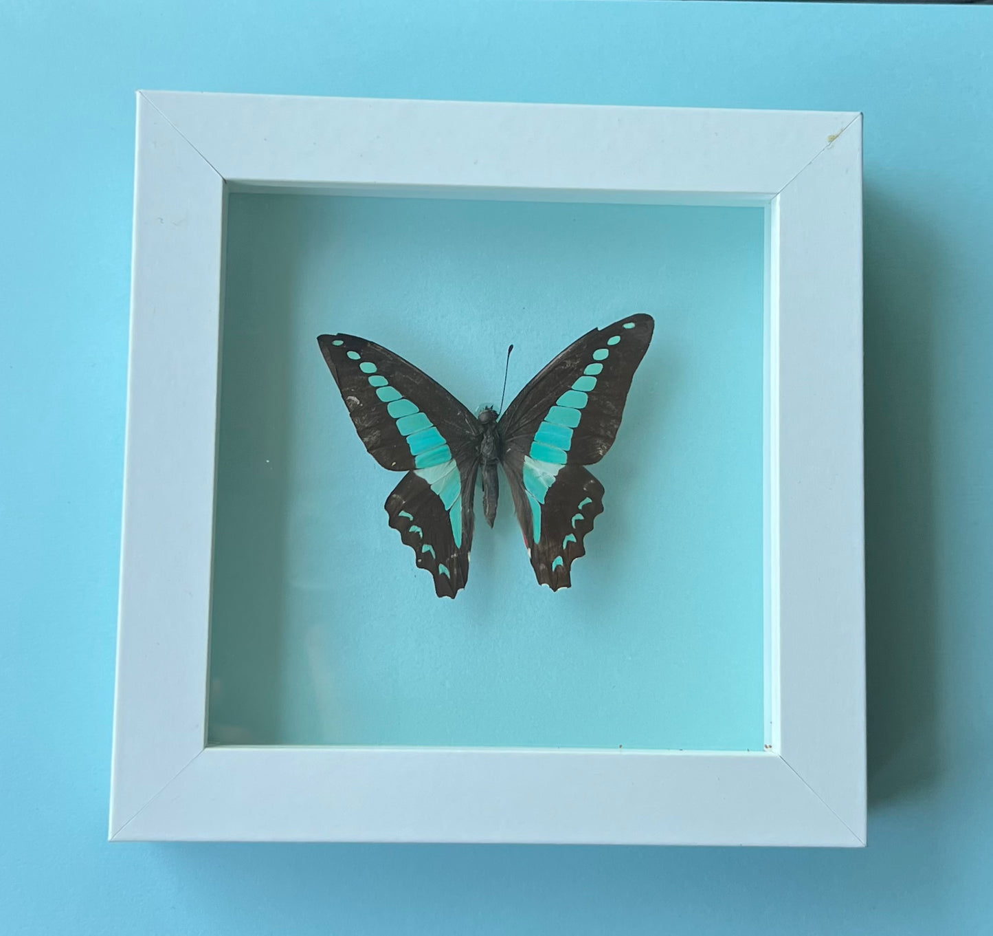 Graphium sarpedon Butterfly