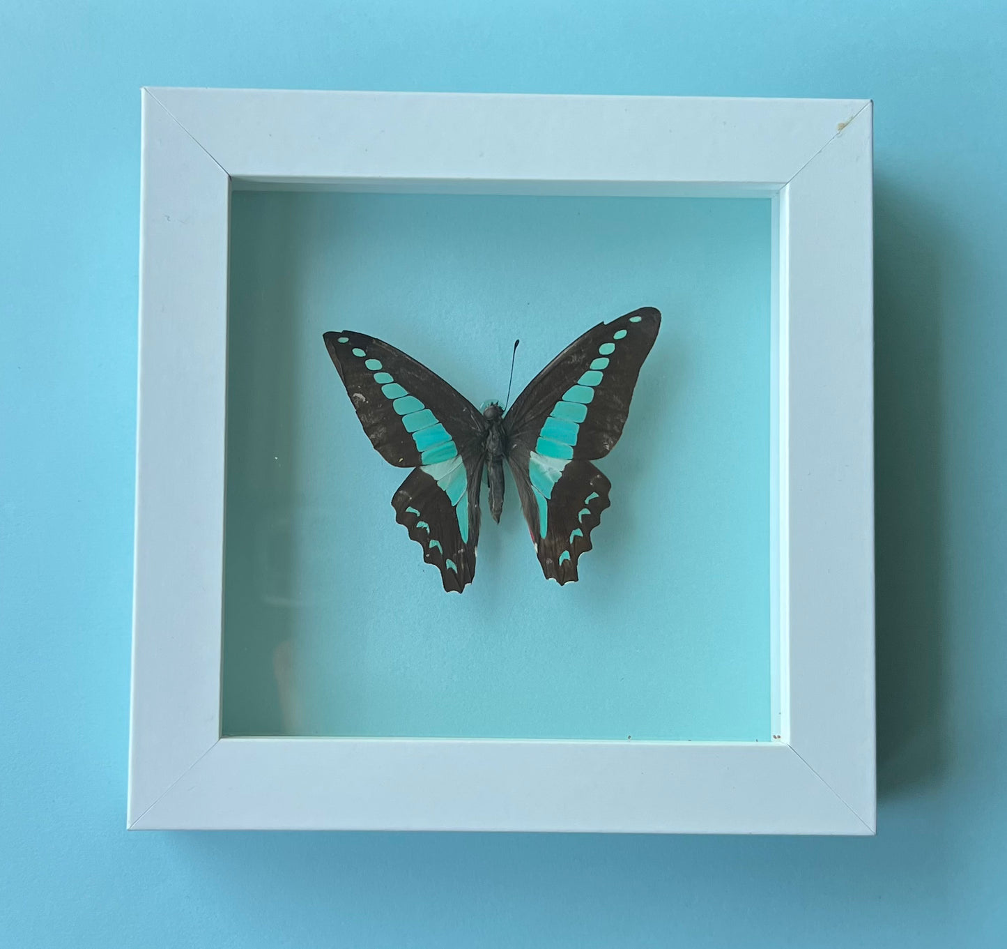 Graphium sarpedon Butterfly