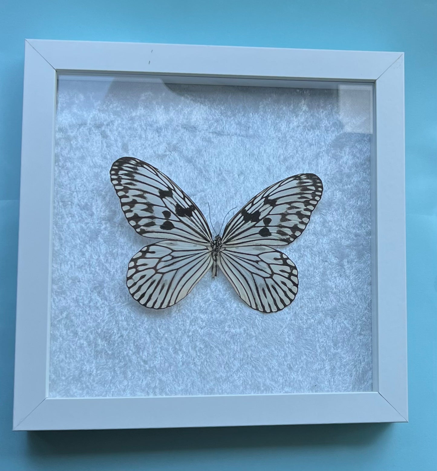Idea Idea Novella Butterfly