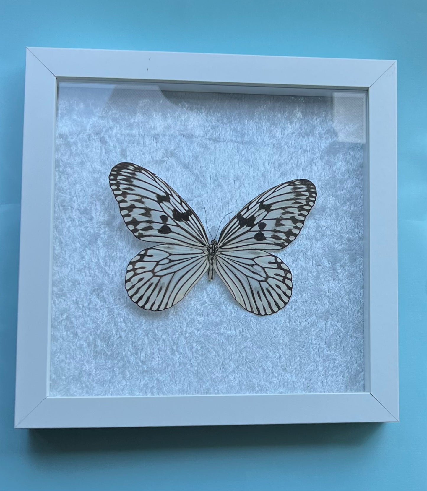 Idea Idea Novella Butterfly