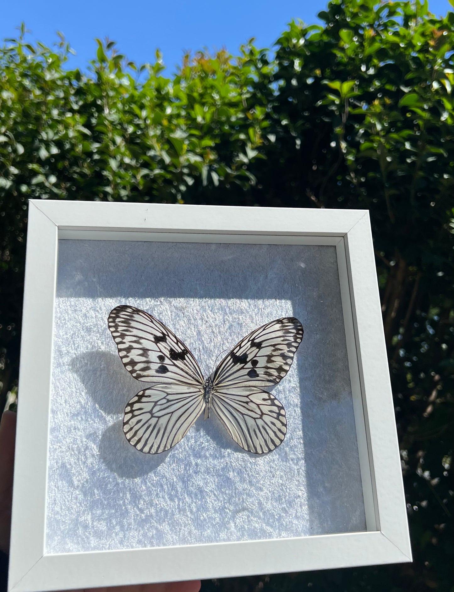 Idea Idea Novella Butterfly